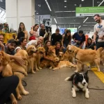 Manifestação no Aeroporto de Brasília pede Regulamentação para Transporte de Animais Após Morte de Joca